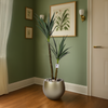 Yucca cactus in a pot