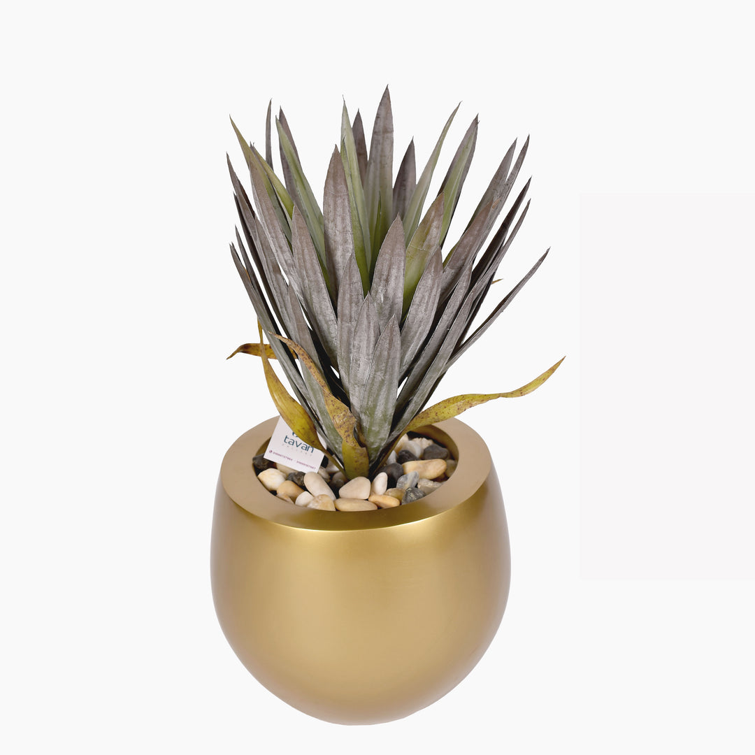 Agave plant in a pot