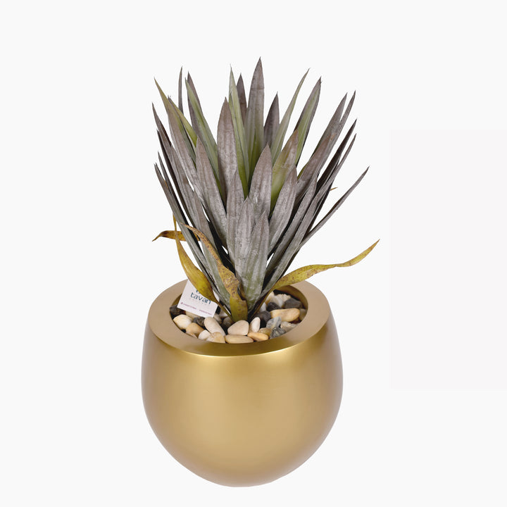 Agave plant in a pot