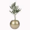Olive tree in a Bello Plus pot