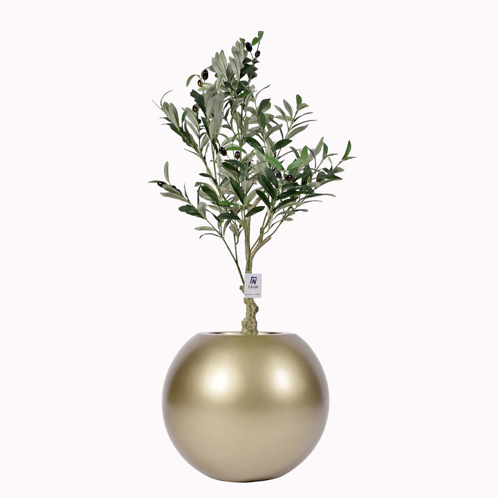 Olive tree in a Bello Plus pot