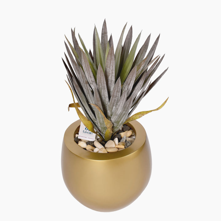 Agave plant in a pot