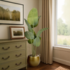 Strelitzia tree in a pot