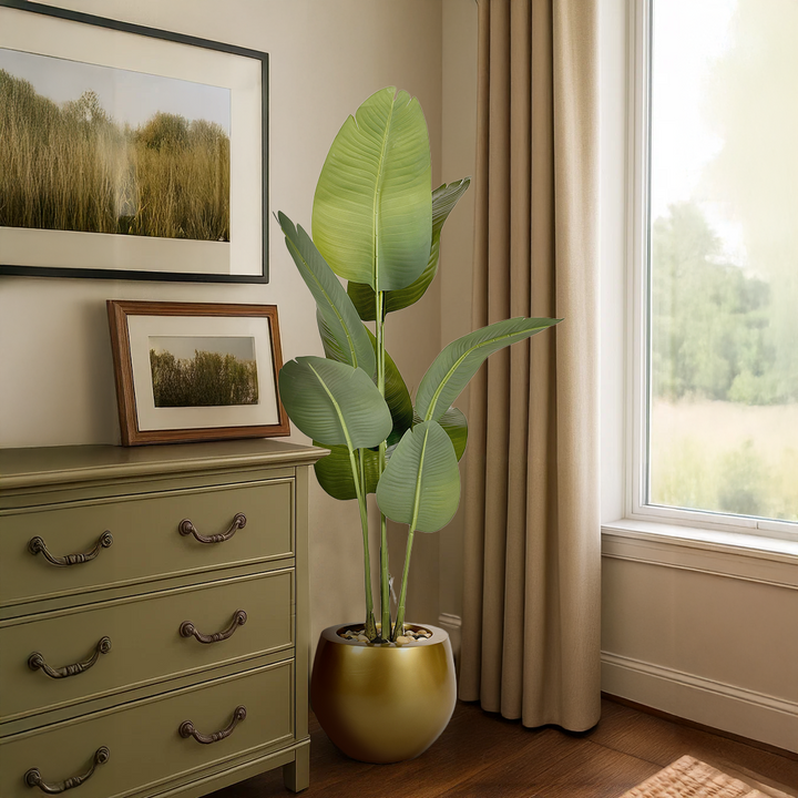 Strelitzia tree in a pot