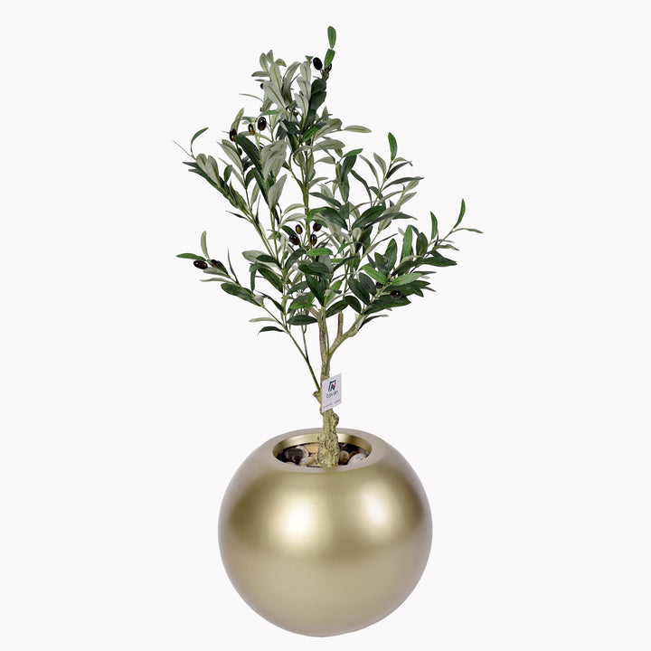 Olive tree in a Bello Plus pot