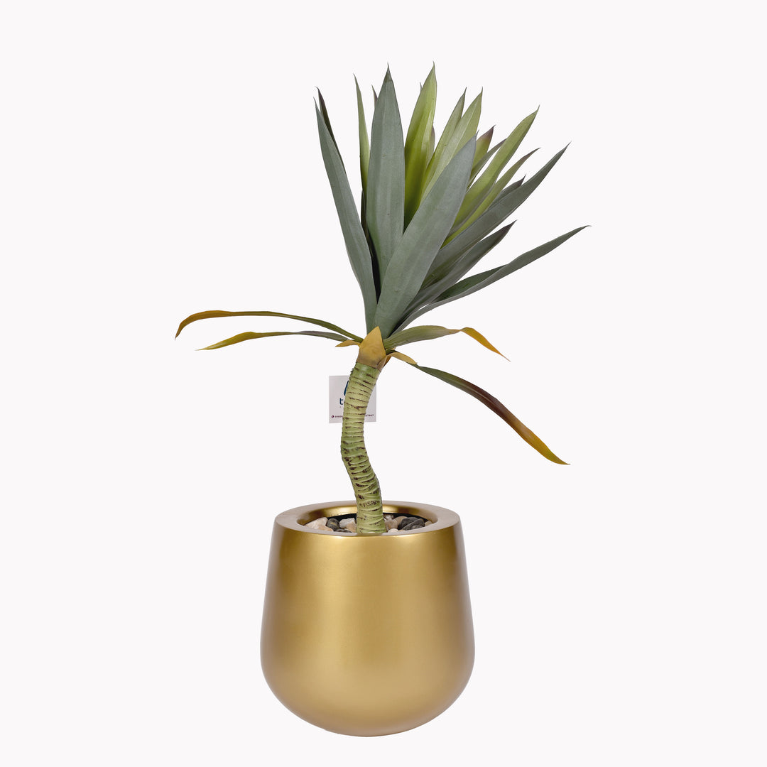 Green yucca plant in a Novo pot