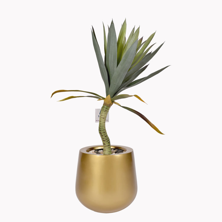 Green yucca plant in a Novo pot