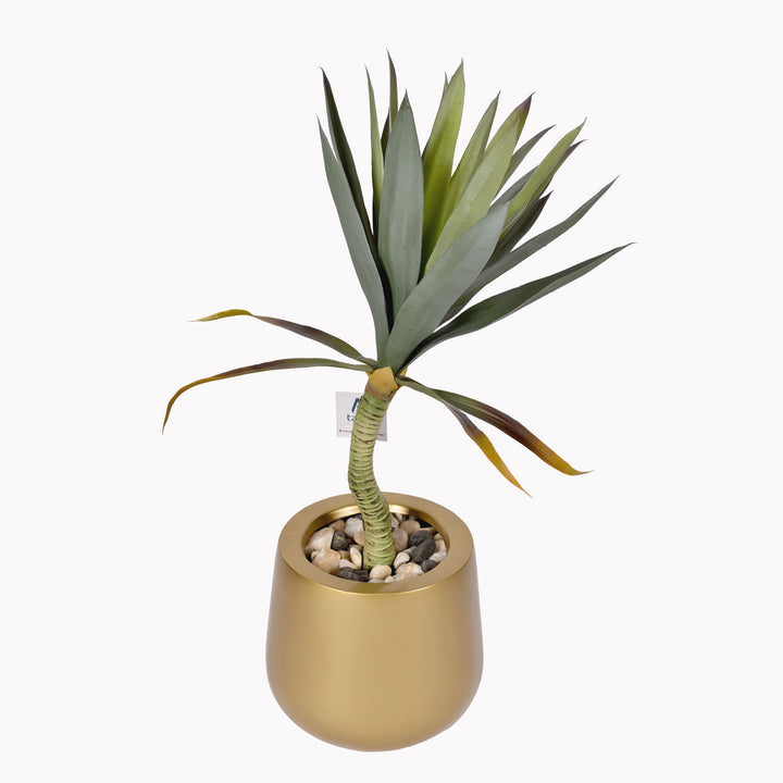 Green yucca plant in a Novo pot