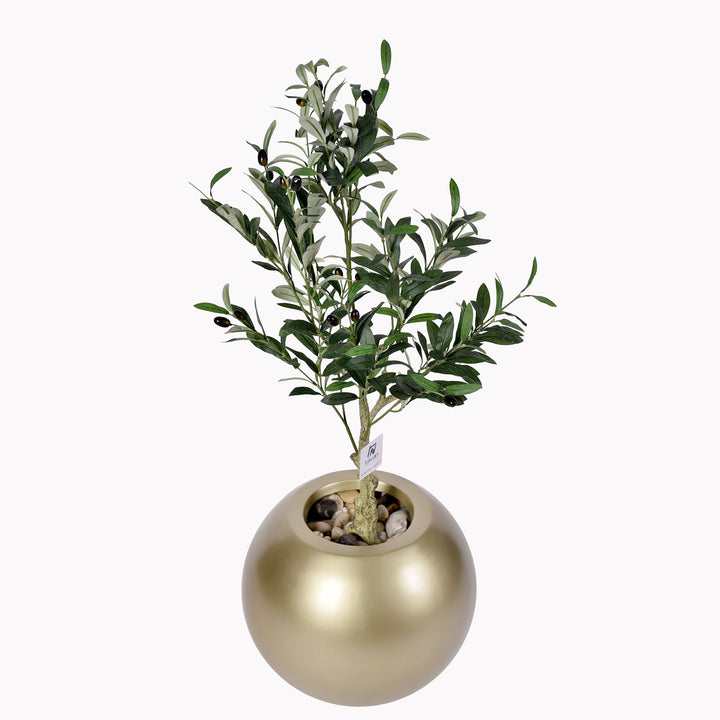 Olive tree in a Bello Plus pot