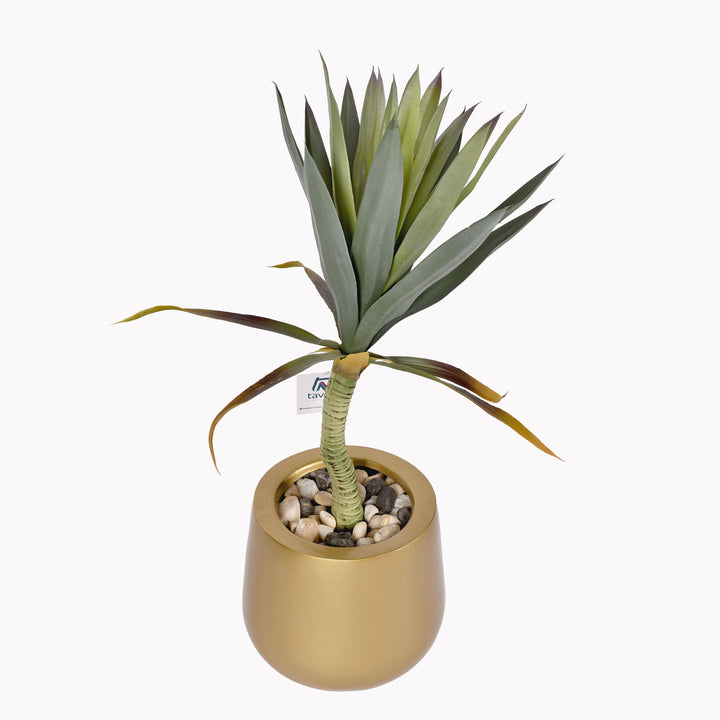 Green yucca plant in a Novo pot
