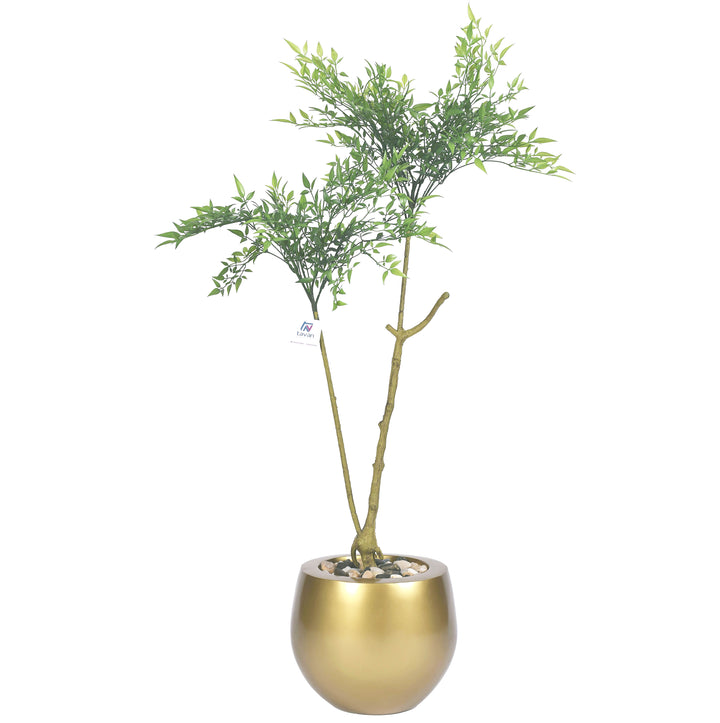 Wood fern tree in a pot