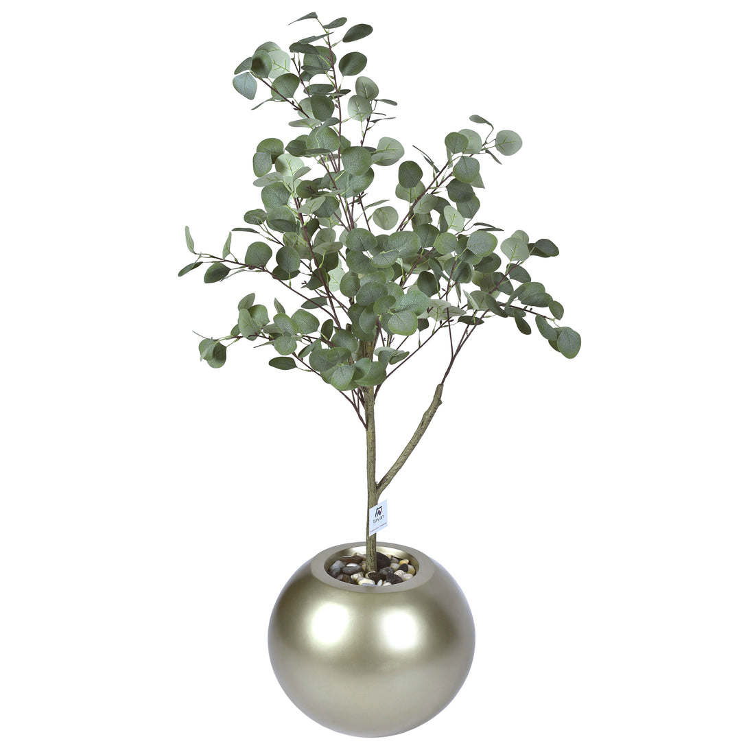 Eucalyptus tree in a Bello Plus pot