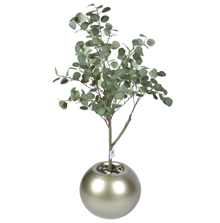 Eucalyptus tree in a Bello Plus pot
