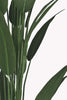 Bird of Paradise Tree in a Pot
