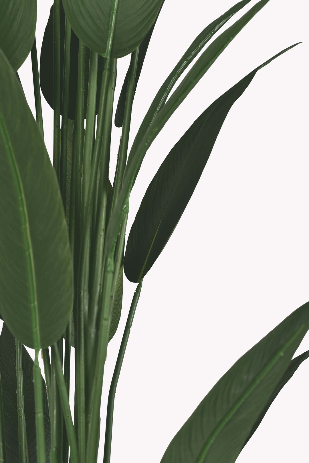 Bird of Paradise Tree in a Pot