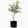 Eucalyptus tree in a Quadro Mini pot
