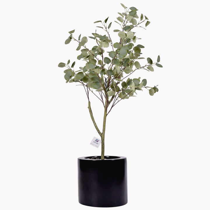 Eucalyptus tree in a Quadro Mini pot