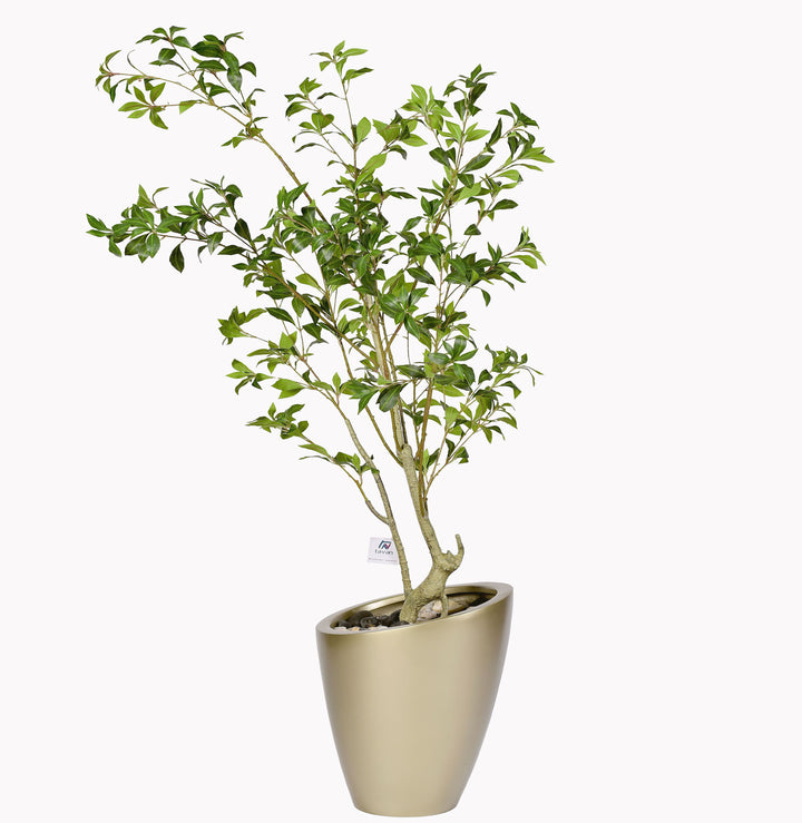 Camellia tree in a Nova pot