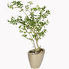 Camellia tree in a Nova pot