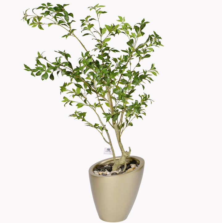 Camellia tree in a Nova pot