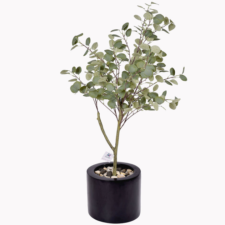 Eucalyptus tree in a Quadro Mini pot