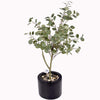 Eucalyptus tree in a Quadro Mini pot