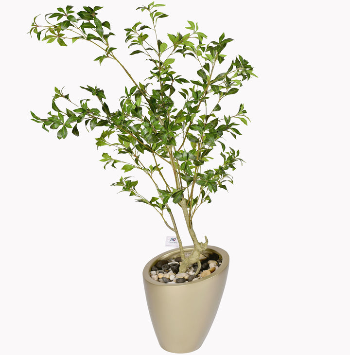 Camellia tree in a Nova pot