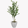 Maple tree in a terrazzo pot