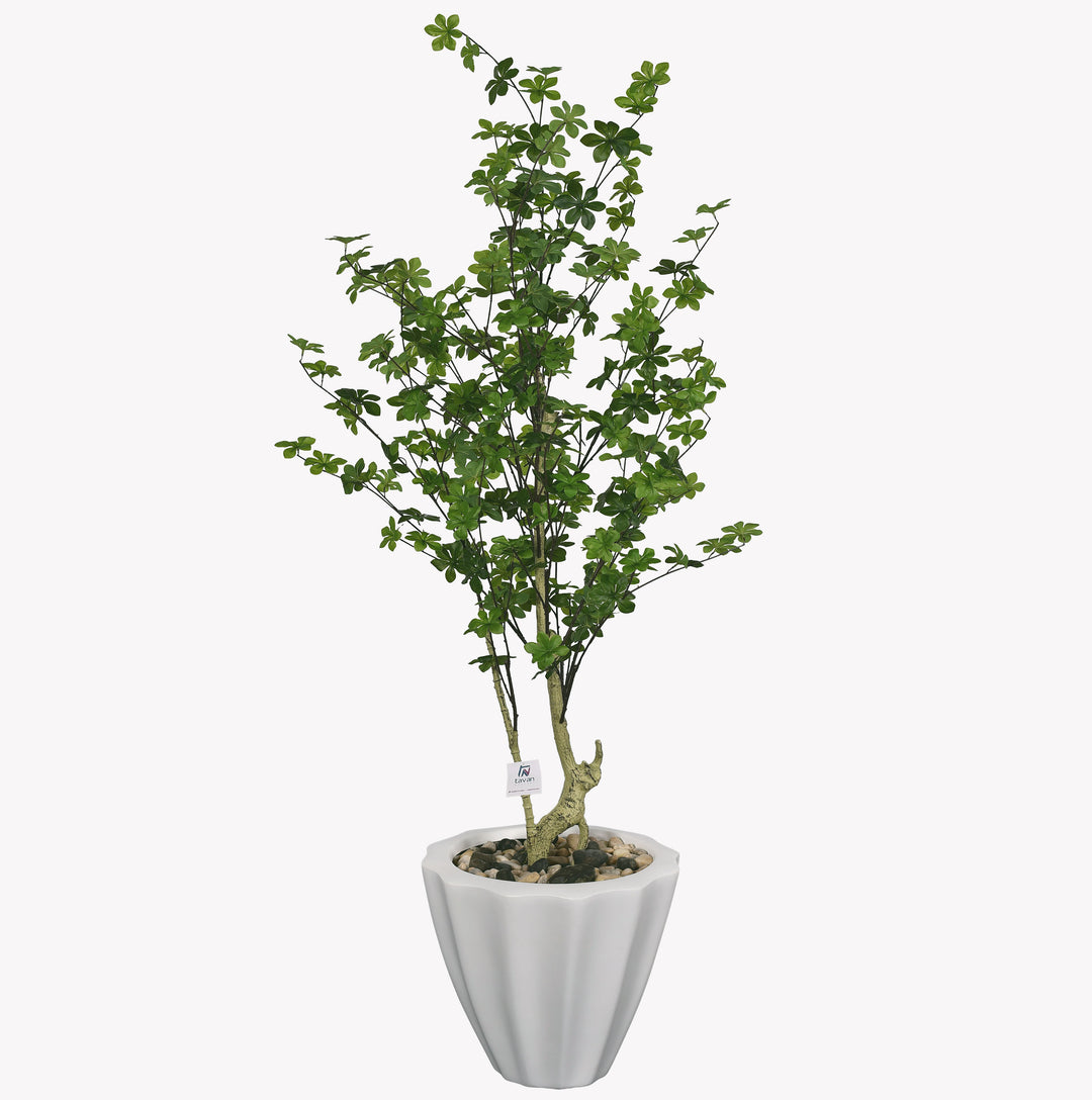 Maple tree in a terrazzo pot