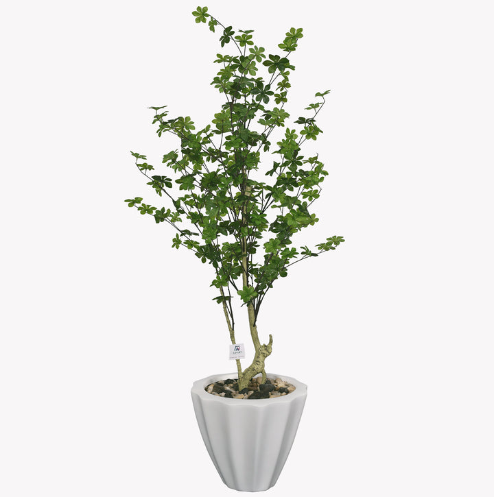 Maple tree in a terrazzo pot