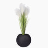 Pampas plant in a Bello Mini pot