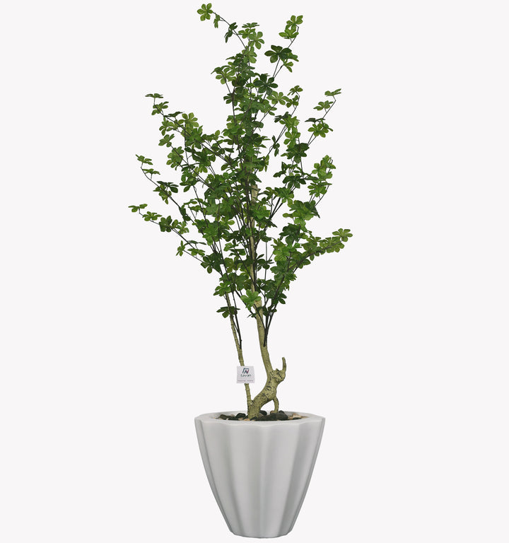 Maple tree in a terrazzo pot