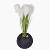 Pampas plant in a Bello Mini pot