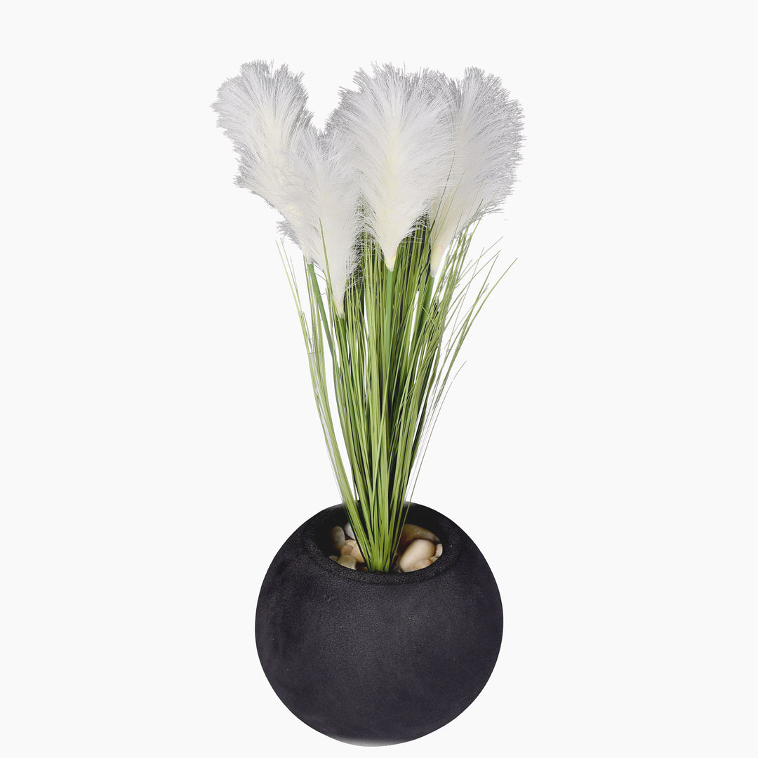 Pampas plant in a Bello Mini pot