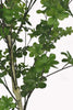 Maple tree in a terrazzo pot