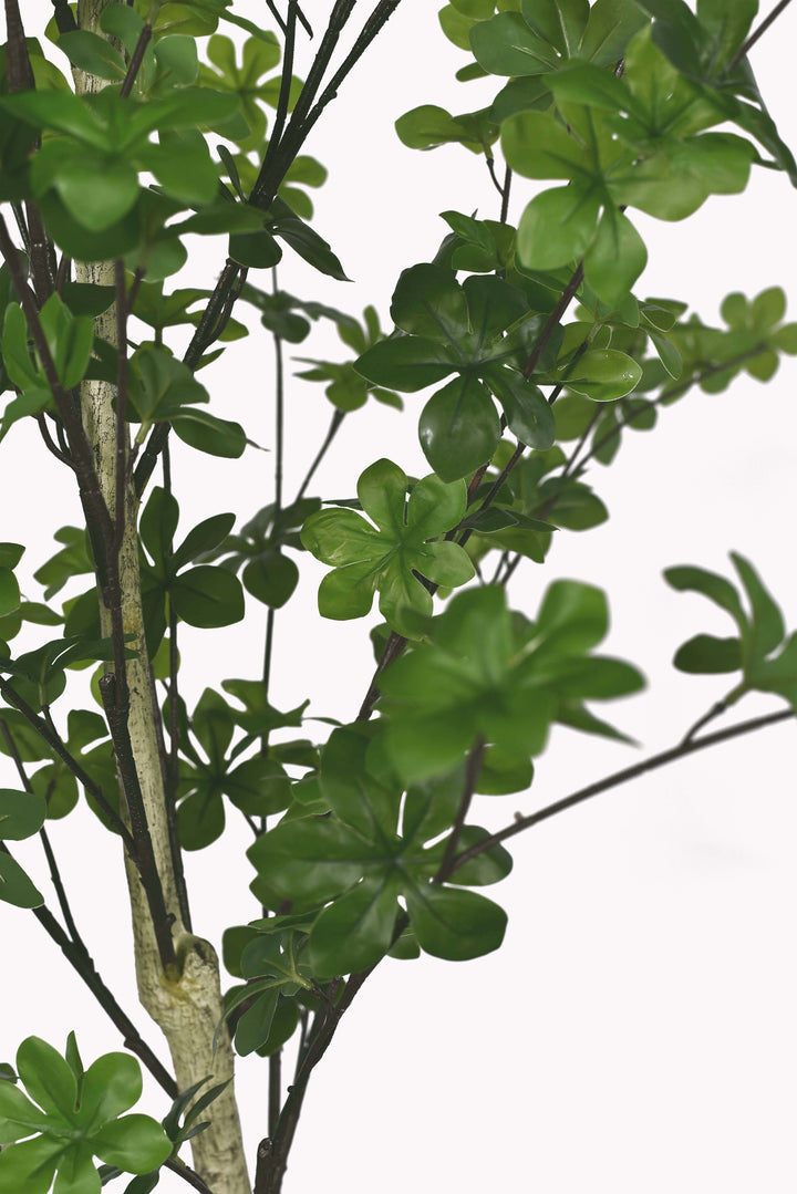 Maple tree in a terrazzo pot