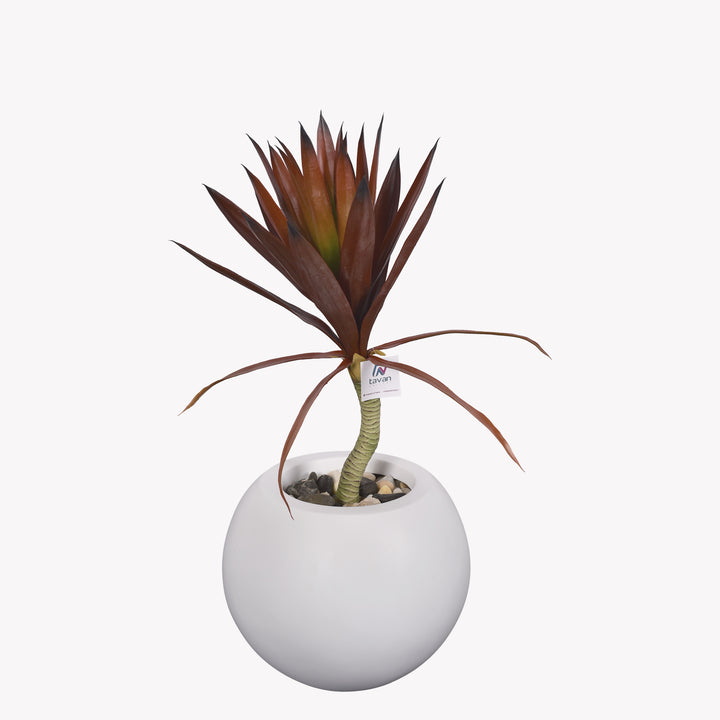 Red yucca plant in a bellow pot