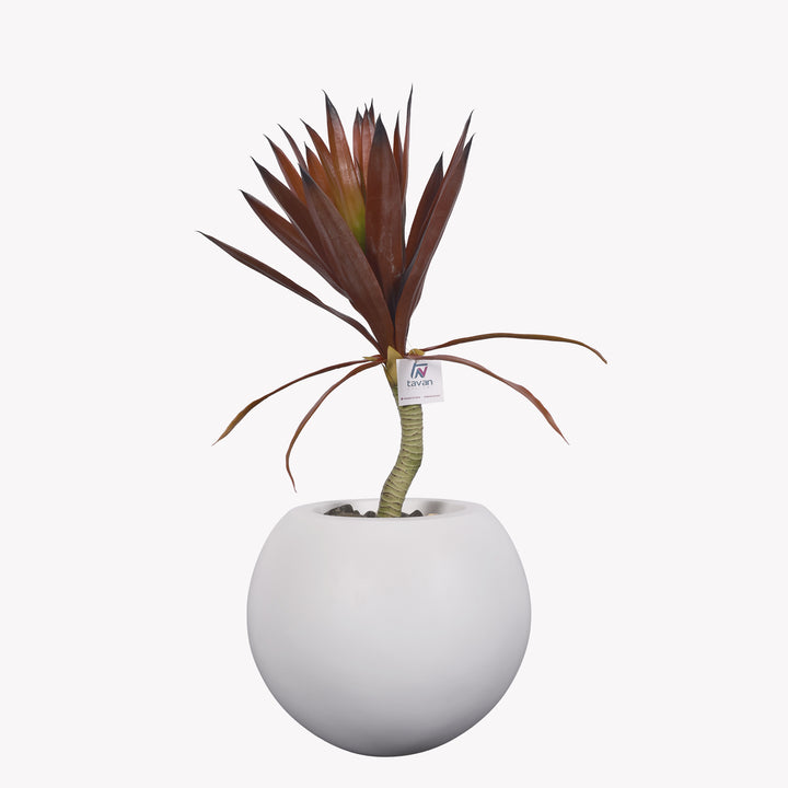 Red yucca plant in a bellow pot