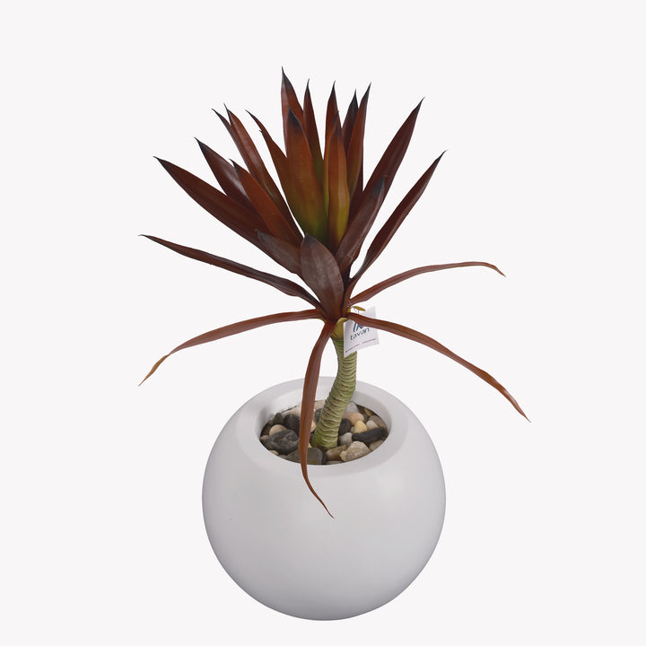 Red yucca plant in a bellow pot