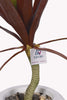 Red yucca plant in a bellow pot