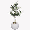 Olive tree in a Bello Mini pot