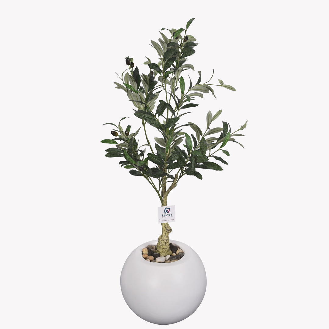 Olive tree in a Bello Mini pot