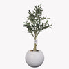 Olive tree in a Bello Mini pot
