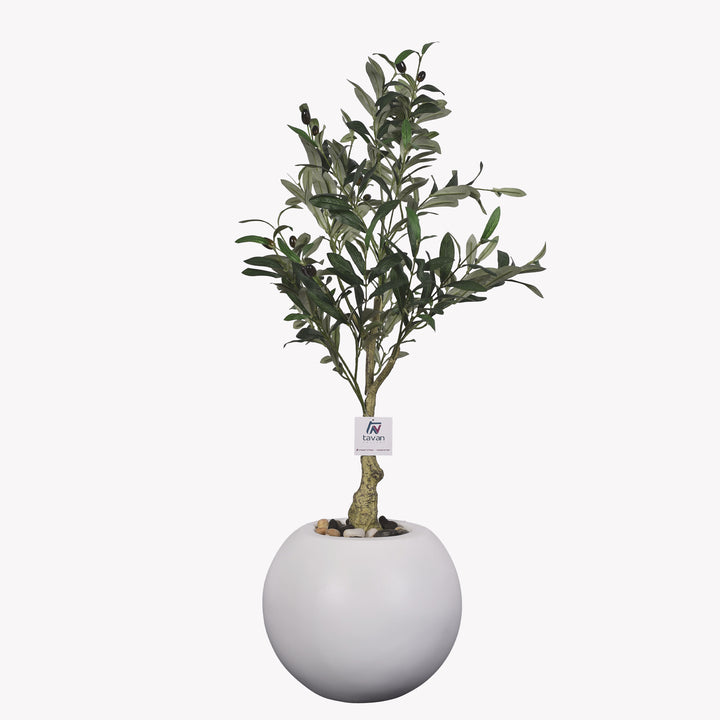 Olive tree in a Bello Mini pot