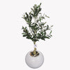 Olive tree in a Bello Mini pot