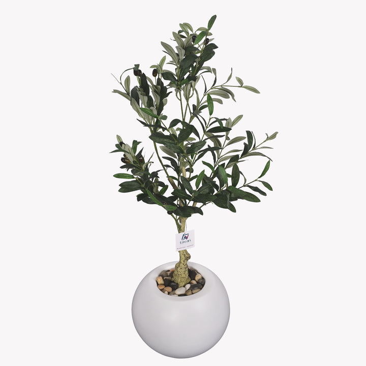 Olive tree in a Bello Mini pot