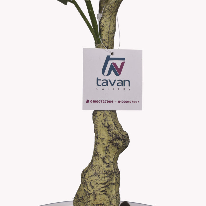 Olive tree in a Bello Mini pot