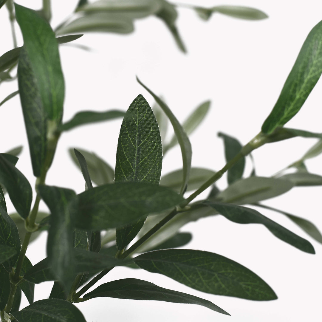 Olive tree in a Bello Mini pot