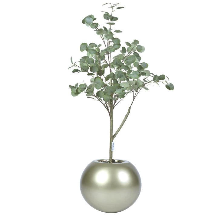 Eucalyptus tree in a Bello Plus pot