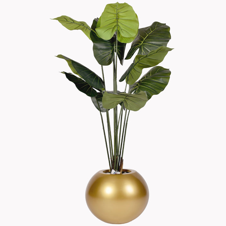 Taro tree in a Bello Plus pot